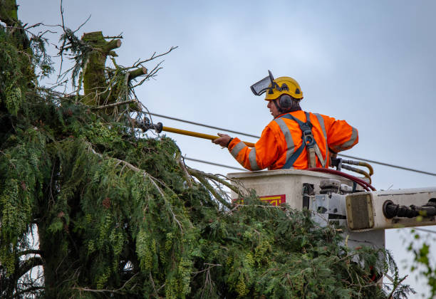 Professional Tree Services in Karnes City, TX